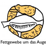 Fettgewebe, das Schlupflider verstärken kann