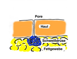 Schweißdrüse Beschriftung
